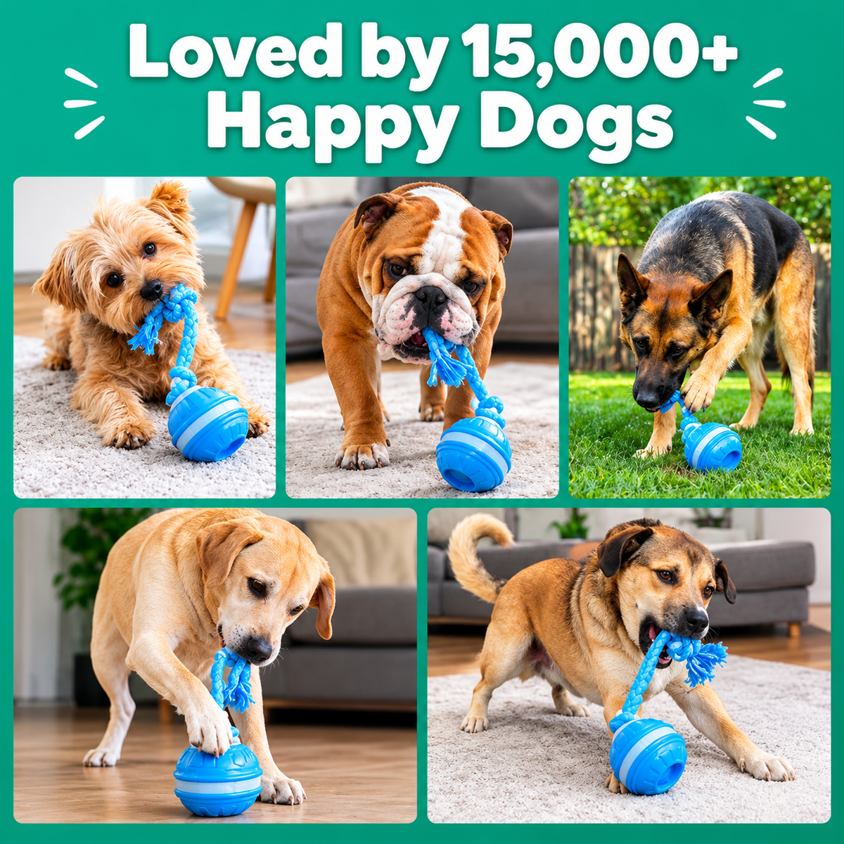 The Chase Buddy Dog Toy