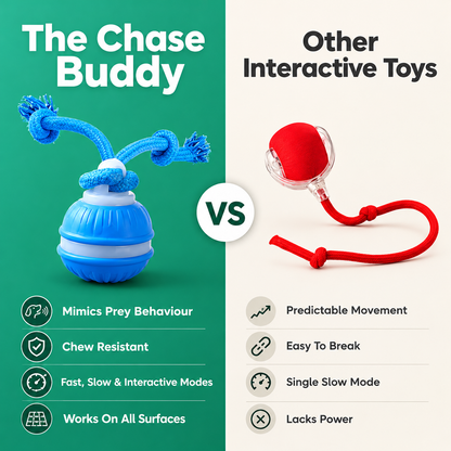 The Chase Buddy Dog Toy